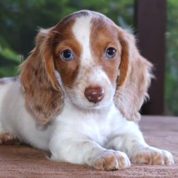 Mae Purebred DNA Tested Parents Health Certified Family Raised Female - Piebald female Dachshund puppy in Haines City, Florida from Divine Dachshunds