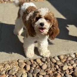 Treasure - Cavapoo