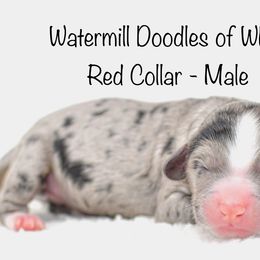 Red Collar - Australian Labradoodle puppy in Mill Spring, North Carolina from Watermill Doodles of WNC