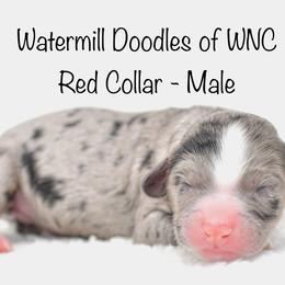 Red Collar - Australian Labradoodle puppy in Mill Spring, North Carolina from Watermill Doodles of WNC