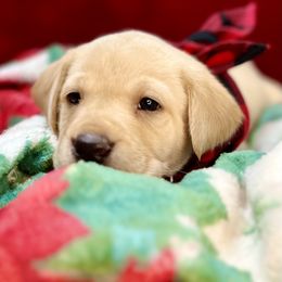 Moose - Yellow Labrador Retriever puppy in Sandpoint, Idaho from Allen Sunnyside AKC Labs
