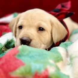 Moose - Yellow Labrador Retriever puppy in Sandpoint, Idaho from Allen Sunnyside AKC Labs
