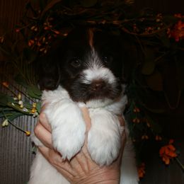 Australian Labradoodle Puppies from Windsor Creek Labradoodles