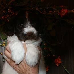 Australian Labradoodle Puppies from Windsor Creek Labradoodles