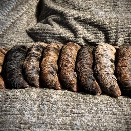 Bernedoodle puppies from Black Oak Forrest Doodles