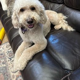 Bella - Goldendoodle