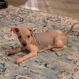 Tumbleweed - Red and white male American Hairless Terrier puppy in Phoenix, Arizona from Bare Valley