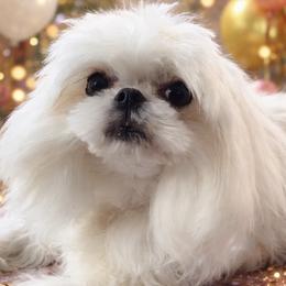 Sandra - Maltese