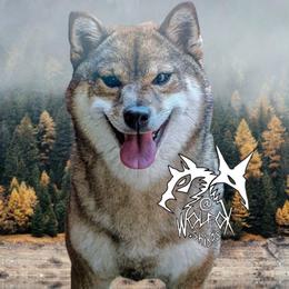 Akina - Shiba Inu