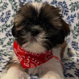 Tommy - Gold and white male Shih Tzu puppy in Hemet, California from Aloha Shih Tzu