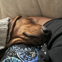 Dachshund Puppies from Brit’s Doxie Crossing