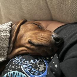 Dachshund Puppies from Brit’s Doxie Crossing