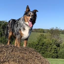 Australian Shepherds from Barn House Aussies