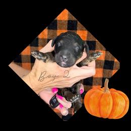 Boy 2 - Tri-color male Bernedoodle puppy in Paradise, Texas from Diamond Z Poodles & Doodles