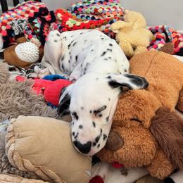 Dalmatian and Shih Tzu Puppies from Mountain Pass Barn
