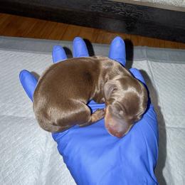 Argos - Dapple male Dachshund puppy in Orlando, Florida from Metro Doxies of Orlando