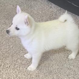 Girl hot pink - Cream female Schipperke puppy in Wagoner, Oklahoma from Melissa Davis