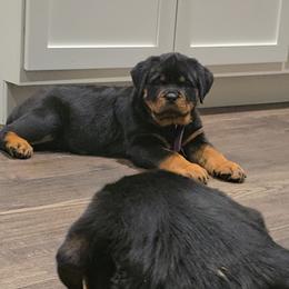 Purple girl - Black and mahogany female Rottweiler puppy in Lake City, Florida from Haus Der Wut Kennels