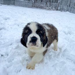 Saint Bernard Puppies from Northwoods Saint Bernards