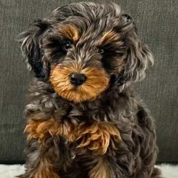 Bernedoodle, Cavapoo, and Goldendoodle Puppies from Adored Poodle & Doodles