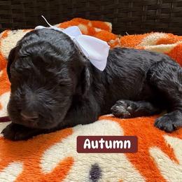 Autumn AKC Standard Poodle 1,605 - Black female Poodle puppy in Conway, Arkansas from Arkansas River Poodles