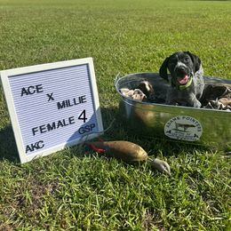 Girl 4 - Black roan female German Shorthaired Pointer puppy in Mcrae, Georgia from Adams Pointers