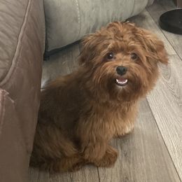 RUBY - Havanese
