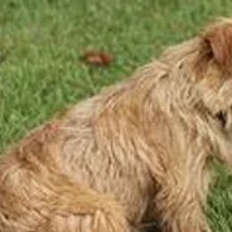 Norfolk Terriers from New Venture Farm