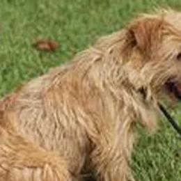 Norfolk Terriers from New Venture Farm
