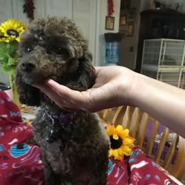 Lady - Poodle