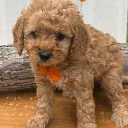 Orange Heart - Apricot male Goldendoodle puppy in Germantown, Maryland from Honey Blossom Doodles