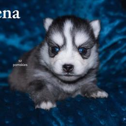 Helena - Gray and white female Pomsky puppy in Mc Callsburg, Iowa from SZ Rolling Acres LLC