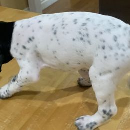 German Shorthaired Pointers from German Shorthair Pointers