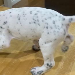 German Shorthaired Pointers from German Shorthair Pointers