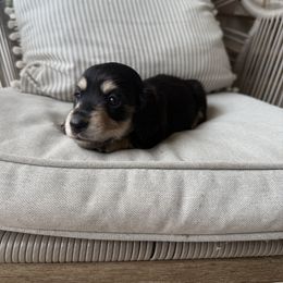Oakley's male - Black and cream male Dachshund puppy in Mc Donough, Georgia from Hot Diggity Doxies