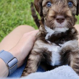 Labradoodle Puppies from Circle City Labradoodles