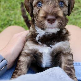 Labradoodle Puppies from Circle City Labradoodles