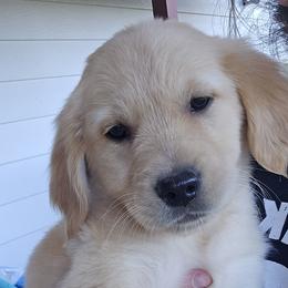 Golden Retriever Puppies from Rodgers Retrievers