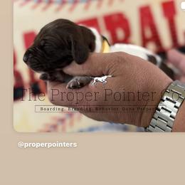 Sandy - Liver roan female German Shorthaired Pointer puppy in Six Mile, South Carolina from The Proper Pointer Co.