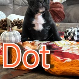 French Bulldog Puppies from Scarlet Sons Frenchies