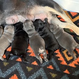 French Bulldog Puppies from K&J Frenchies