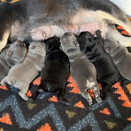French Bulldog Puppies from K&J Frenchies