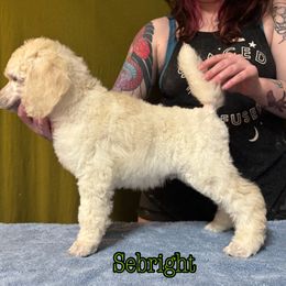 Sebright - Cream male Poodle puppy in Aurora, Colorado from Chiaroscuro Kennel