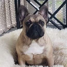 Vanya - French Bulldog