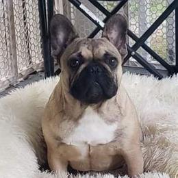 Vanya - French Bulldog