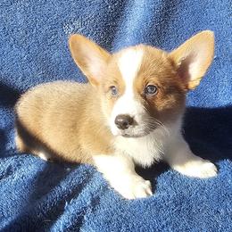 Archie - Red male Pembroke Welsh Corgi puppy in Castle Rock, Washington from Heckman Corgis
