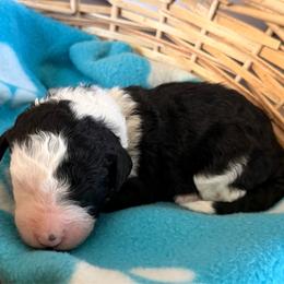 White - Black and white male Sheepadoodle puppy in Prairie Du Chien, Wisconsin from Hicklin Hollow Ranch