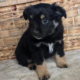 Snickerdoodle - Black tri female Miniature Australian Shepherd puppy in Paris, Texas from Blue Envy Mini Aussies