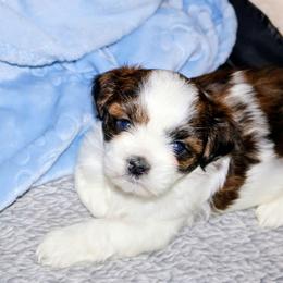 Brinna - Brindle female Lhasa Apso puppy in Hillsboro, Oregon from Luv-N-Laughter Lhasa Apsos