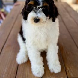 Toucan - Tri-color male Bernedoodle puppy in Salt Lake County, Utah from Coco Avenue Pups